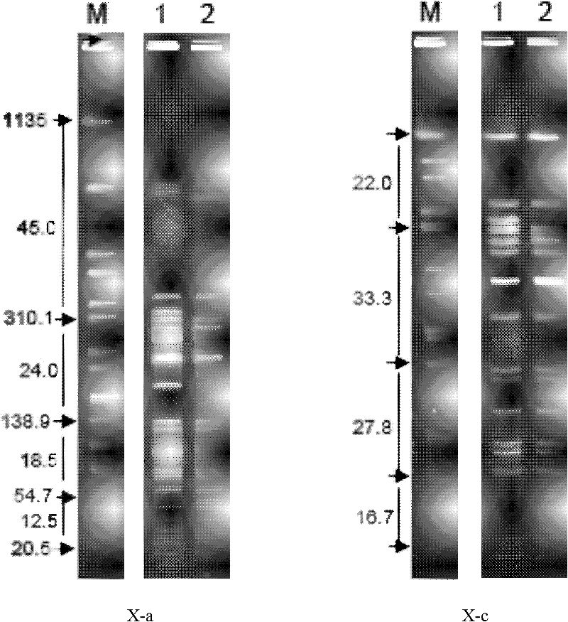 Pulsed field gel electrophoresis method for S.paratyphi A