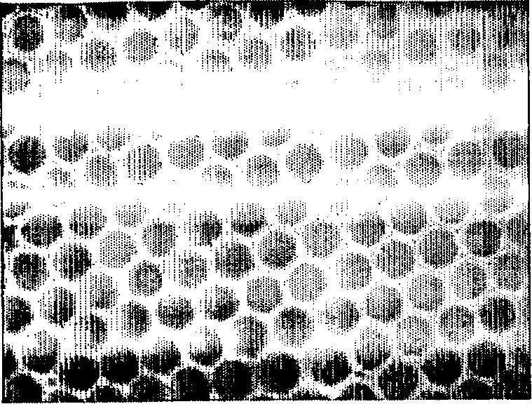 Biodegradable film having honeycomb structure