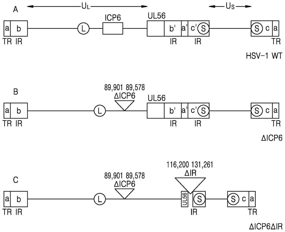 Recombinant herpes simplex virus and method for preparing same