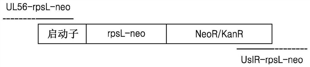 Recombinant herpes simplex virus and method for preparing same