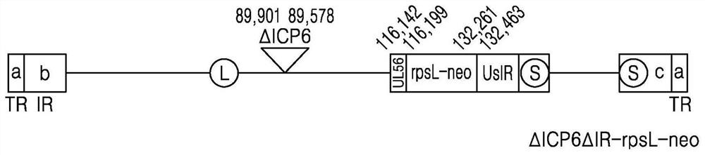 Recombinant herpes simplex virus and method for preparing same