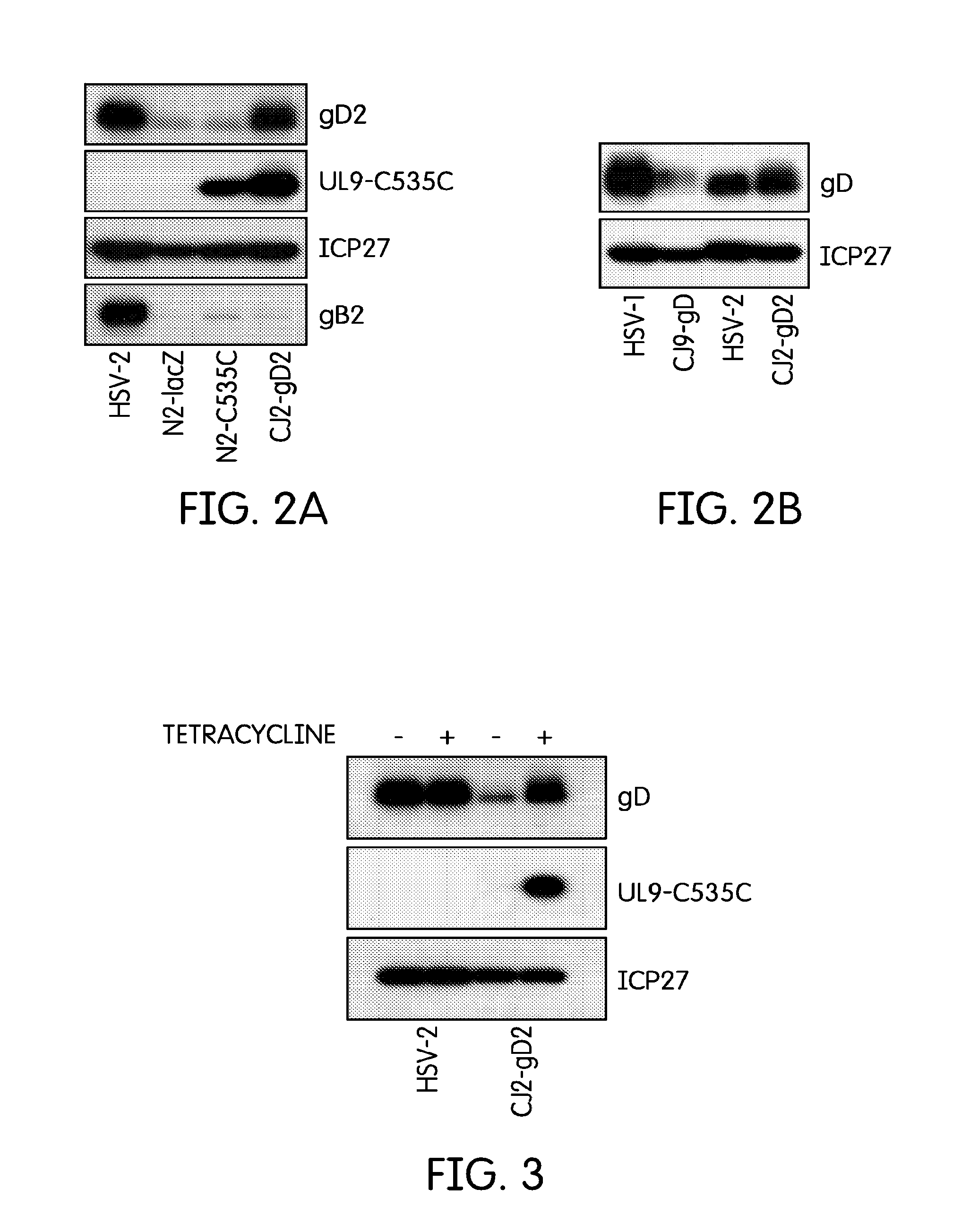 Herpes Simplex Virus Vaccines