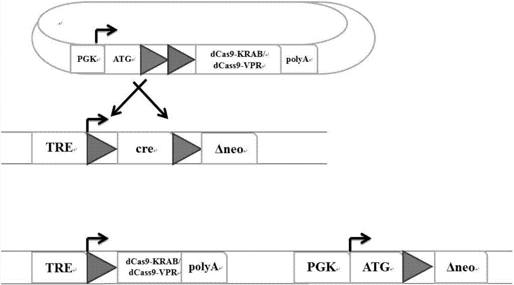 Inducible CRISPRon or CRISPRi mouse embryo stem cells and application thereof