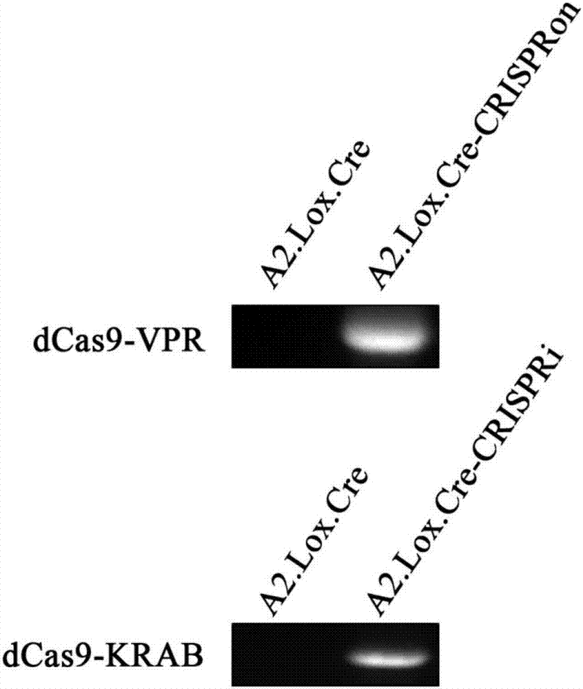 Inducible CRISPRon or CRISPRi mouse embryo stem cells and application thereof