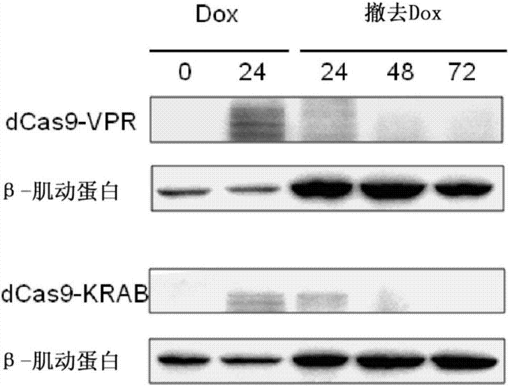 Inducible CRISPRon or CRISPRi mouse embryo stem cells and application thereof