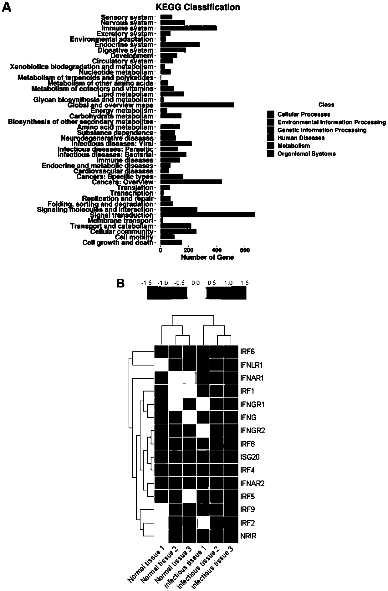 Application of recombinant IFN-lambda1 protein in preparation of a medicine for preventing and treating inflammation-induced bone loss