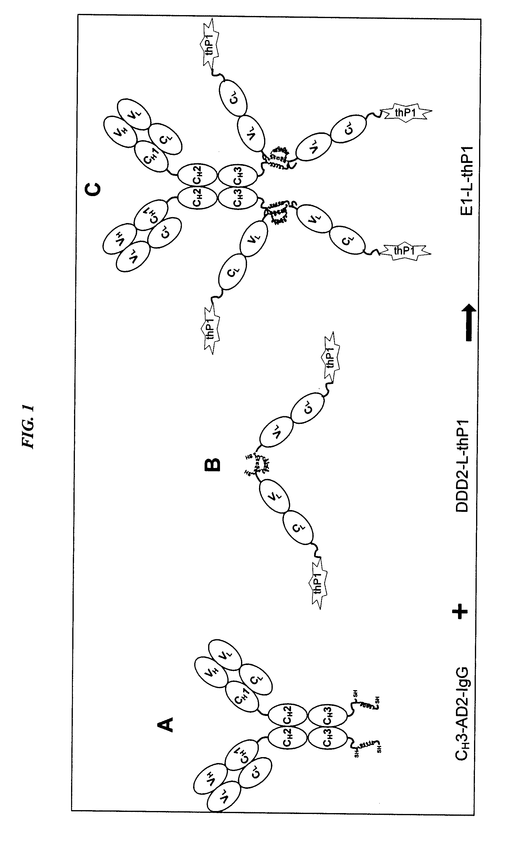 Dock-and-Lock (DNL) Complexes for Delivery of Interference RNA