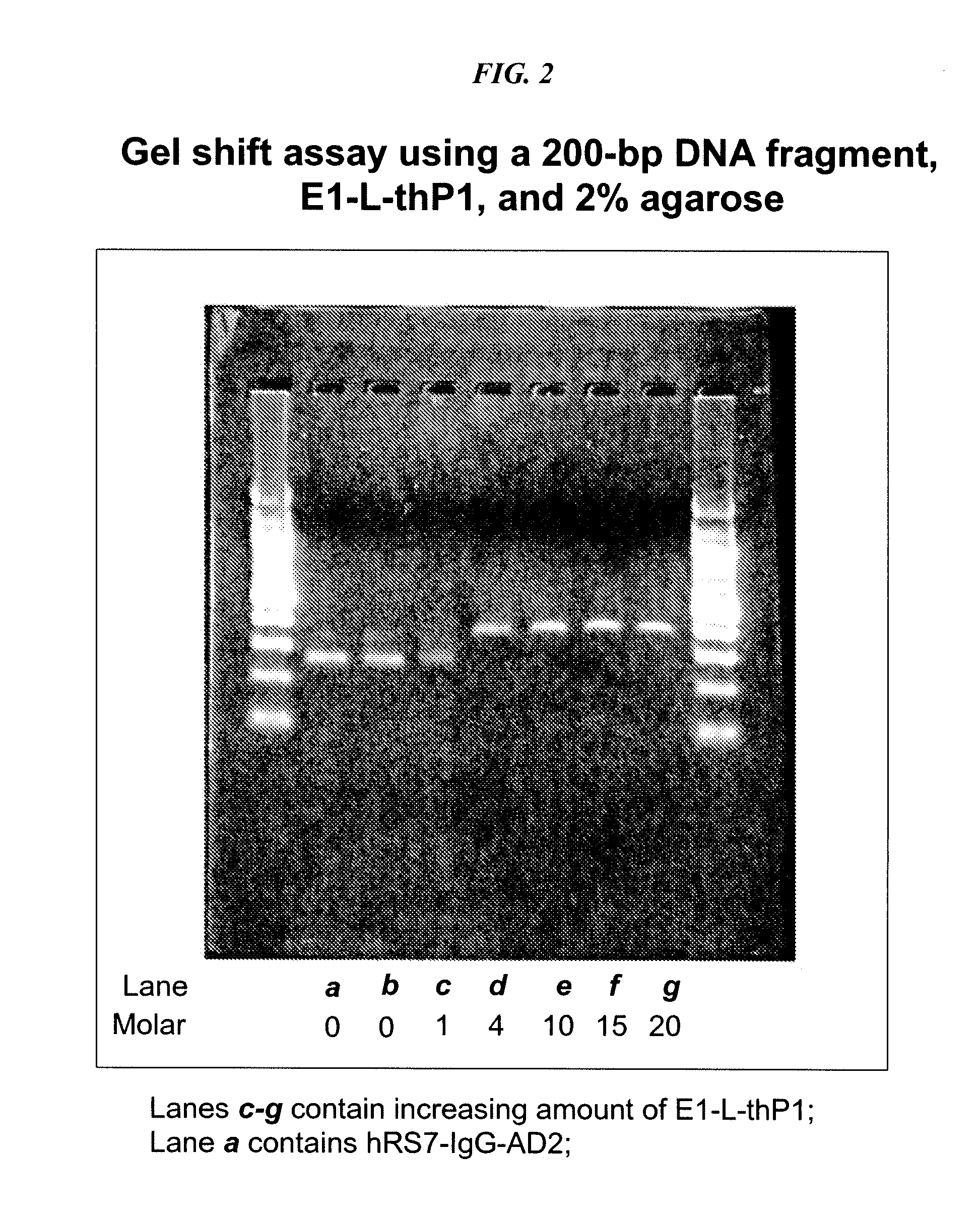 Dock-and-Lock (DNL) Complexes for Delivery of Interference RNA