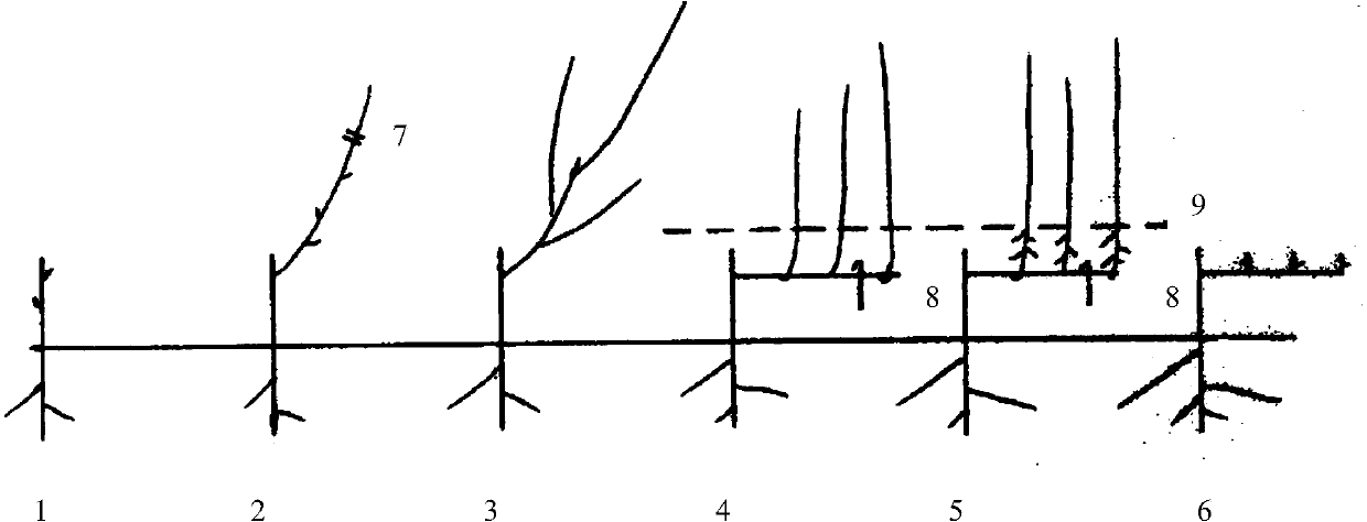 Five-step apple stock continuous layering propagation method