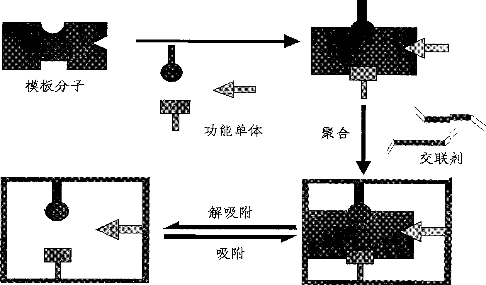 Method for extracting genistein from plant nepeta japonica maxim