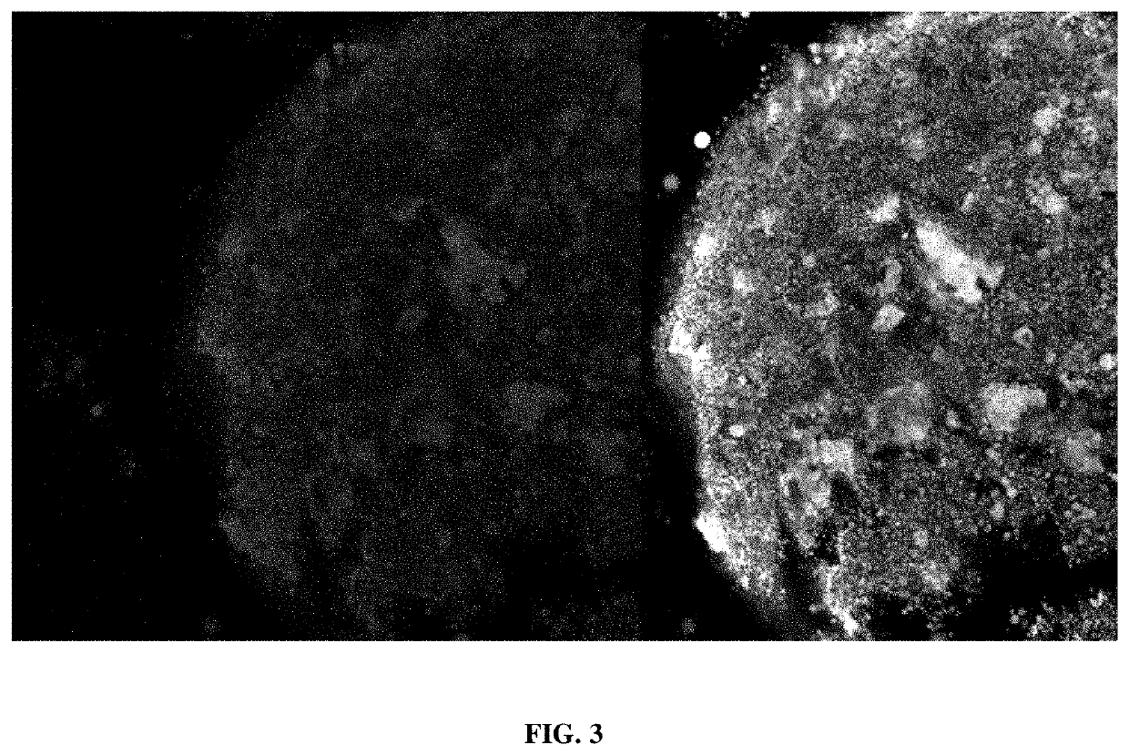 Targeted control of pests and pathogens by plant delivery of 2'f-ana-oligonucleotides