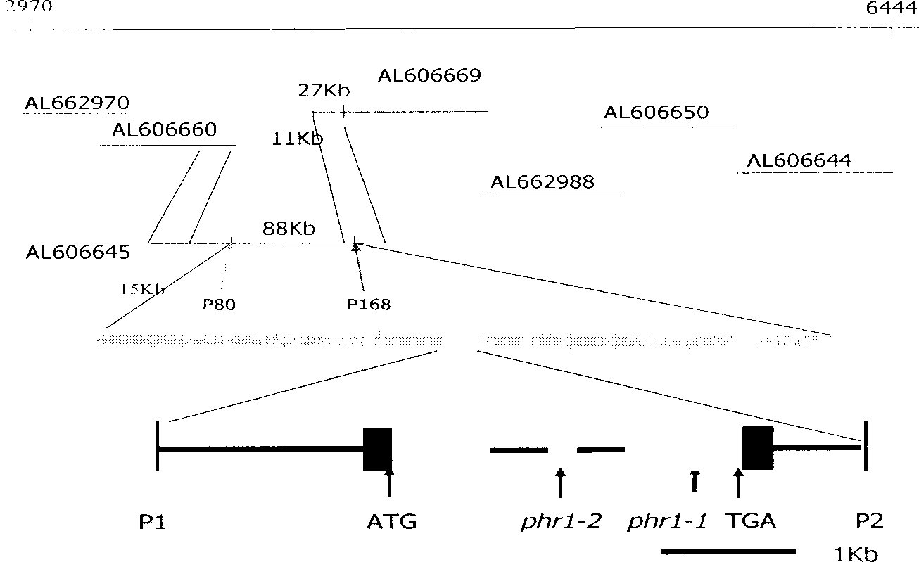 Indica rice classified control gene PHR1 and use thereof