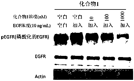 Compound containing conjugated allene amide structure and preparation method, medicine composition and application thereof