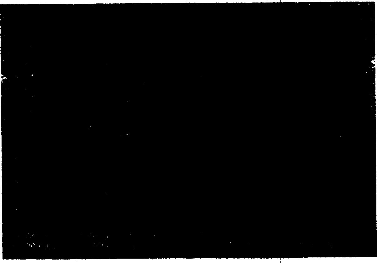 Nano carbon material modified copper base catalyst and its preparing method