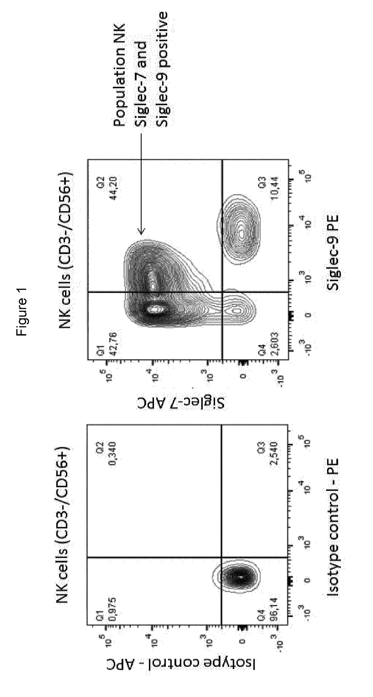 Cross reactive siglec antibodies