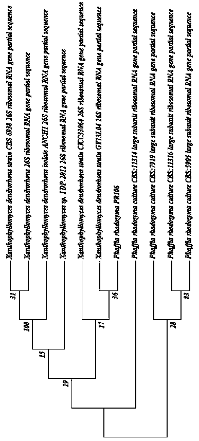 Phaffia rhodozyma with high output of lycopene and production method of lycopene