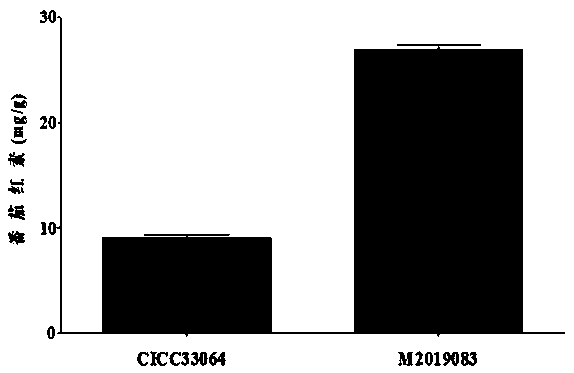 Phaffia rhodozyma with high output of lycopene and production method of lycopene