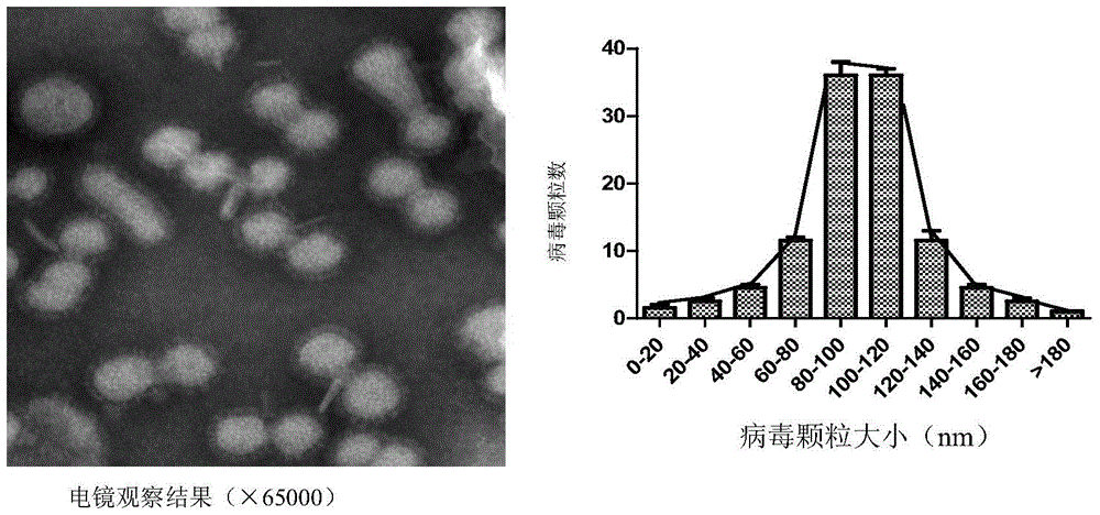 Preparation and application of hadv chimeric vaccine with influenza virus as carrier