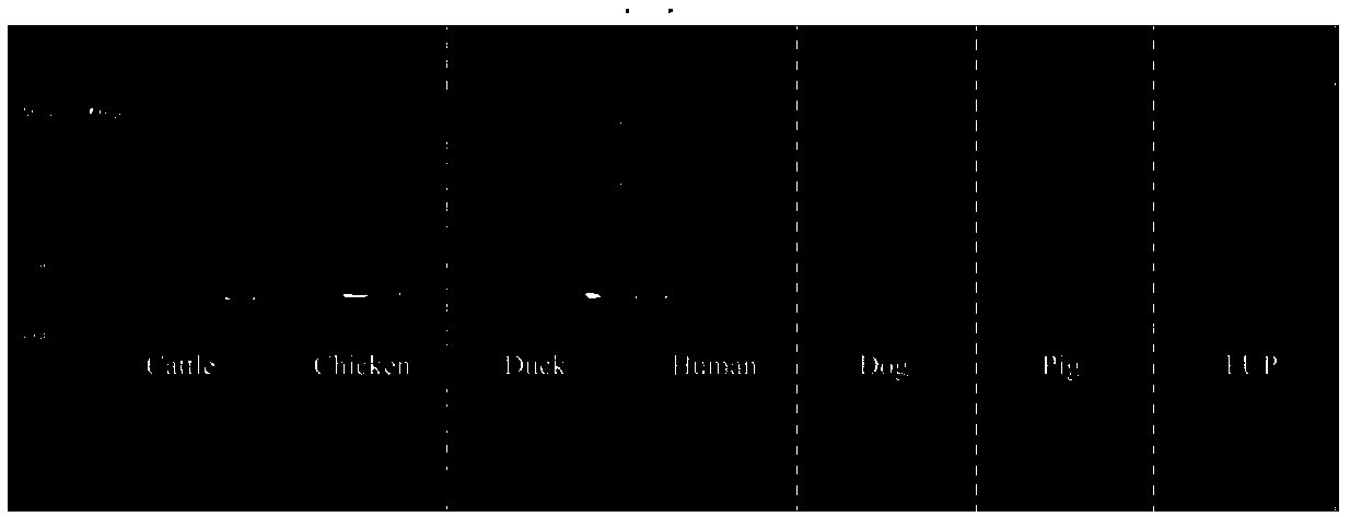 Method for detecting cowpat and detection kit