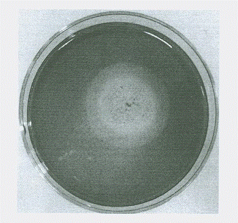 Raw-starch amylase producing penicillium and raw-starch amylase preparation produced thereby