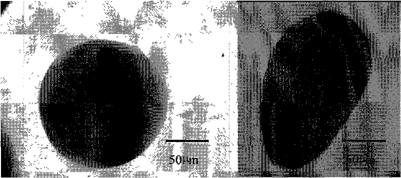 Method for artificially collecting and cultivating larva of intertidal belt sponge with embryo