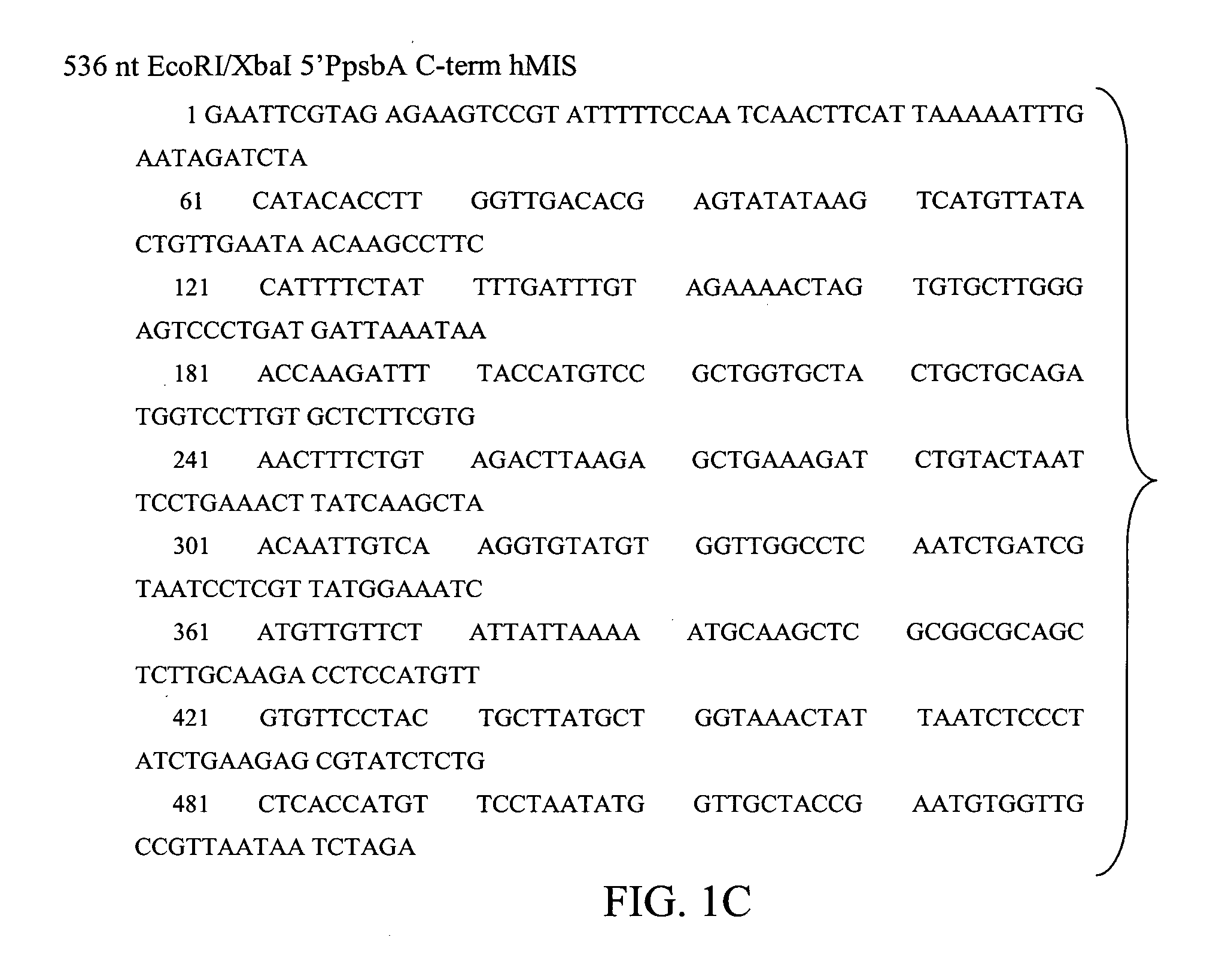 Expressing TGF-beta proteins in plant plastids