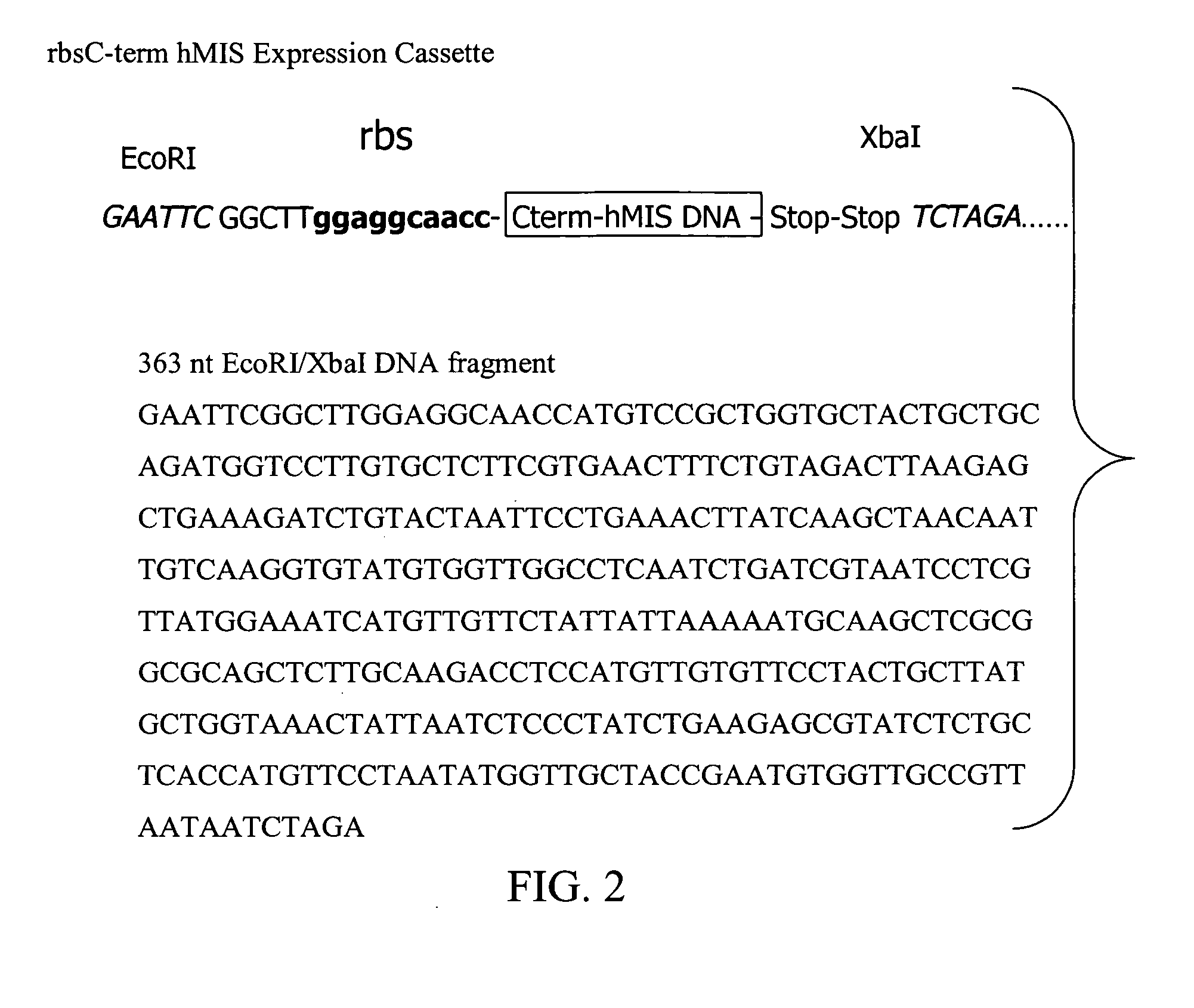 Expressing TGF-beta proteins in plant plastids