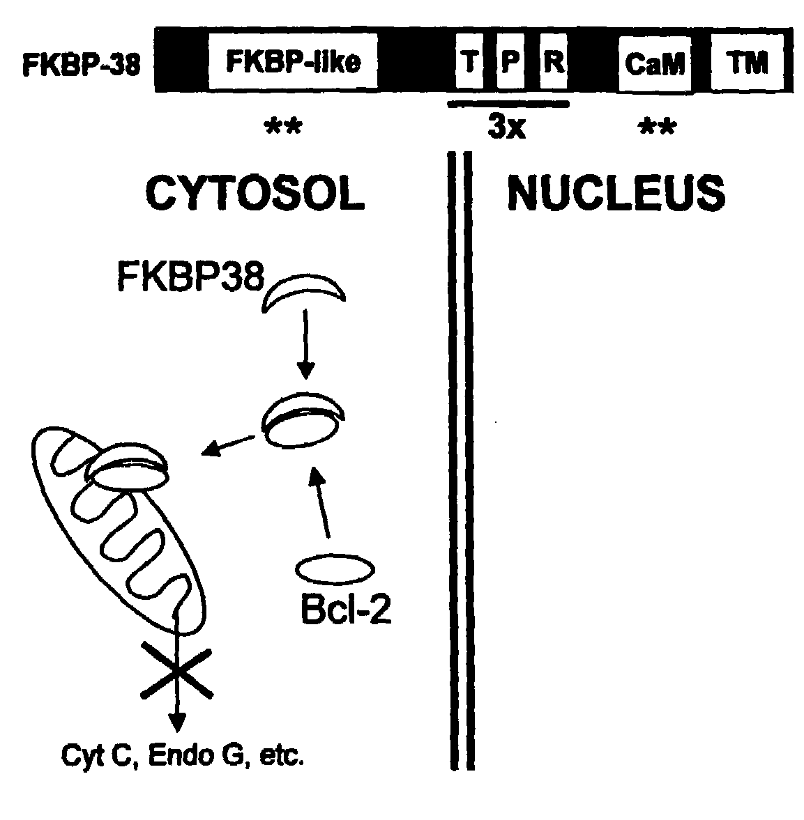 Bcl-2 promoted cell death