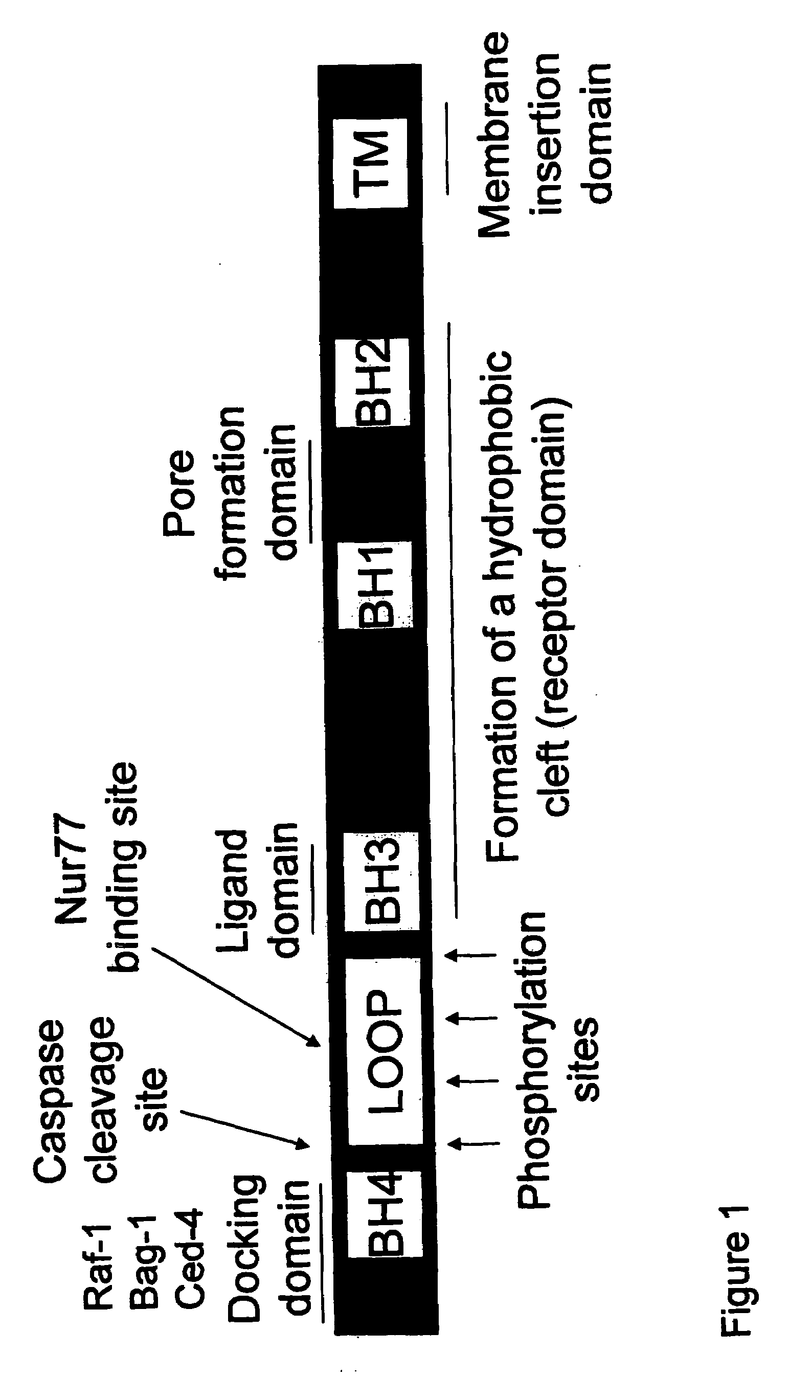 Bcl-2 promoted cell death