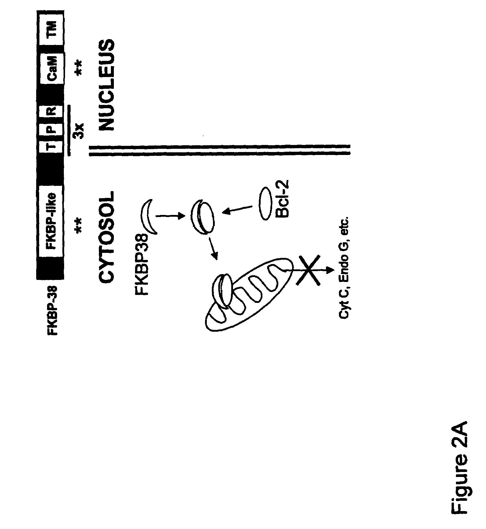 Bcl-2 promoted cell death