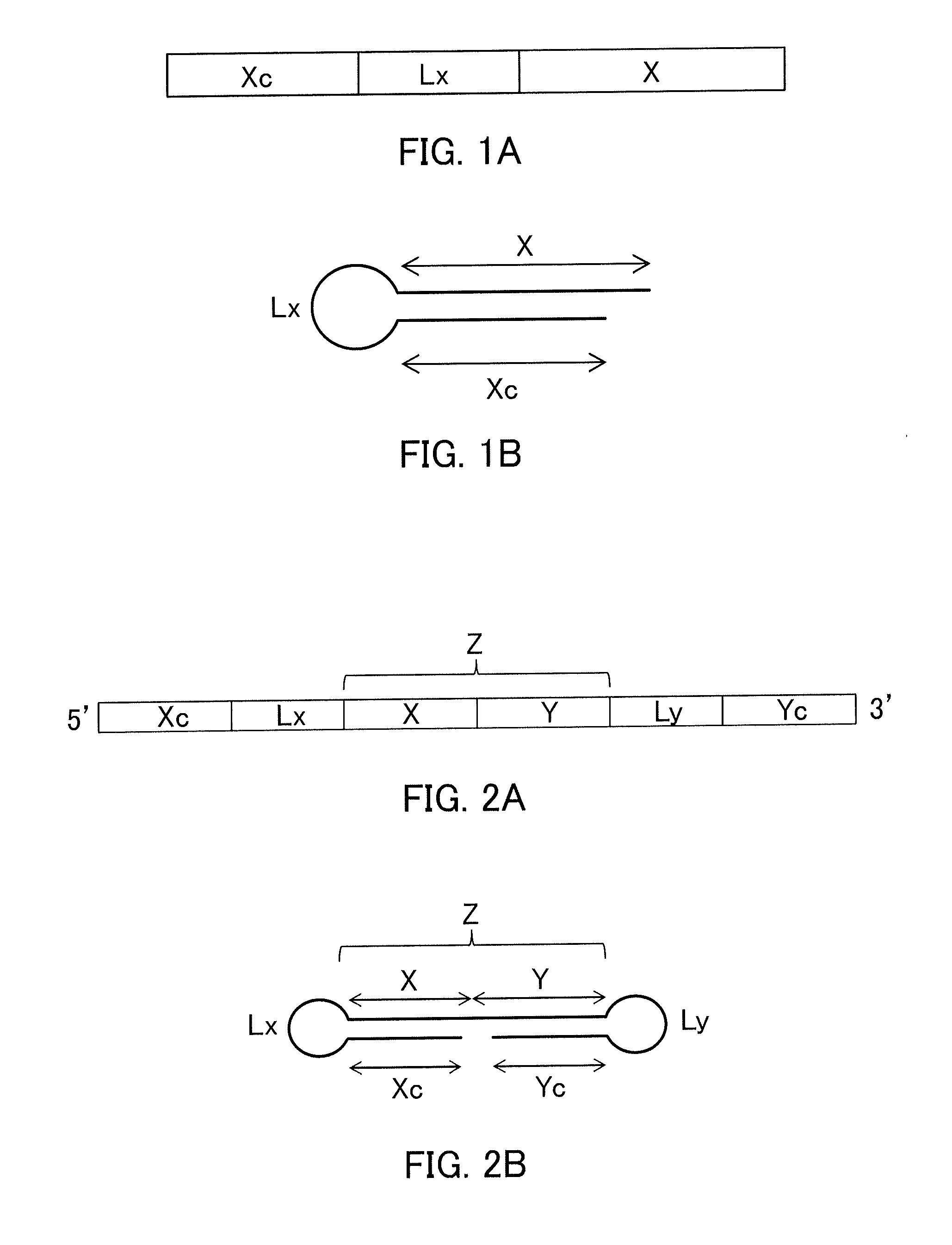 Single-stranded nucleic acid molecule having nitrogen-containing alicyclic skeleton