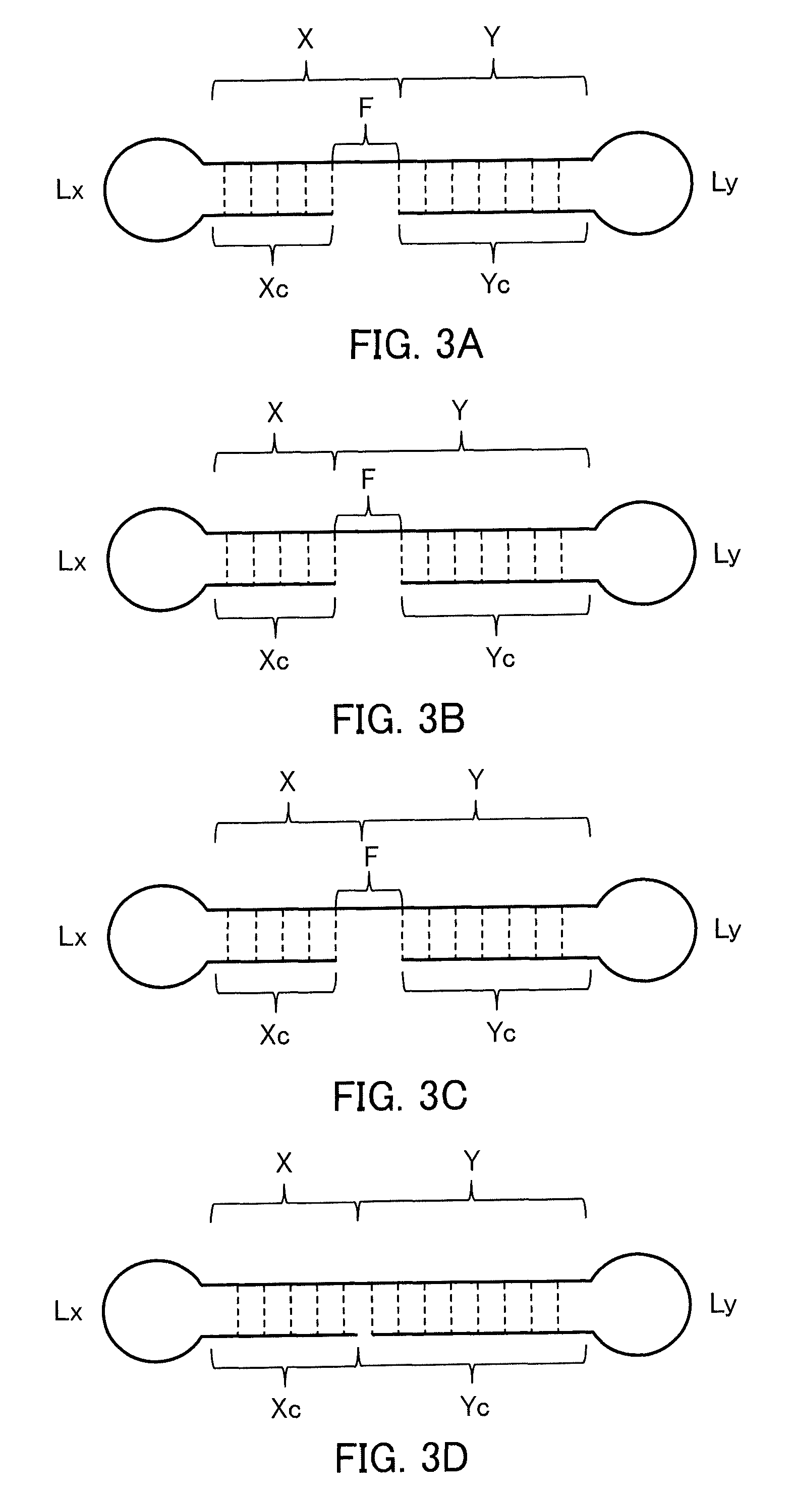 Single-stranded nucleic acid molecule having nitrogen-containing alicyclic skeleton