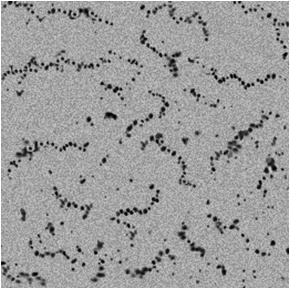 Cell probe complex for detecting human breast cancer cells MCF (Michigan cancer foundation)-7 based on Raman spectrum and method for preparing cell probe complex