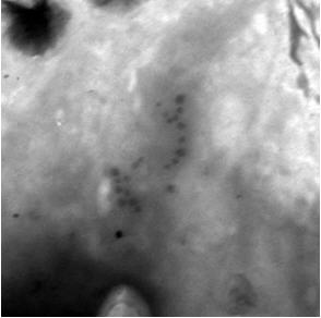 Cell probe complex for detecting human breast cancer cells MCF (Michigan cancer foundation)-7 based on Raman spectrum and method for preparing cell probe complex