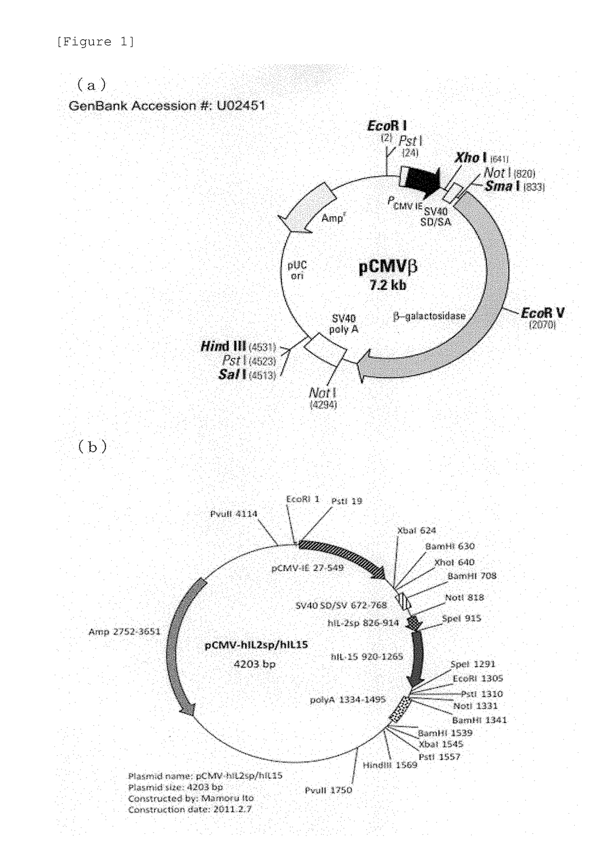 Human il-15-secreting immunodeficient mouse