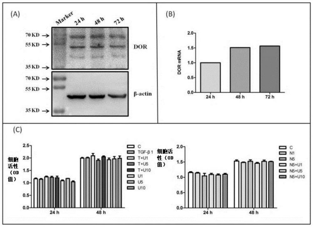 Application of DOR agonist in preparation of medicine for resisting renal fibrosis