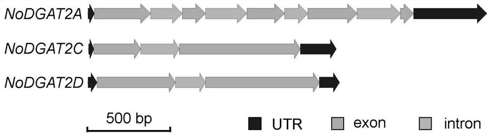 Genes with triacylglycerol synthesis function and their application in rational regulation of triacylglycerol content or saturation in oleaginous microalgae