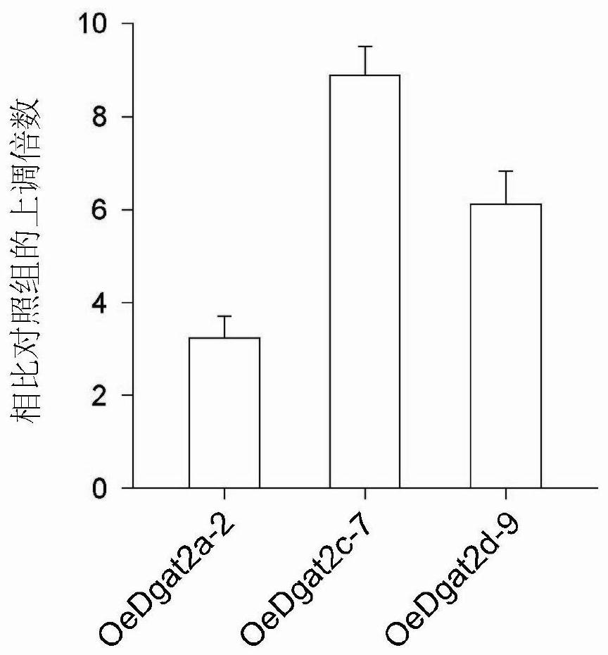 Genes with triacylglycerol synthesis function and their application in rational regulation of triacylglycerol content or saturation in oleaginous microalgae