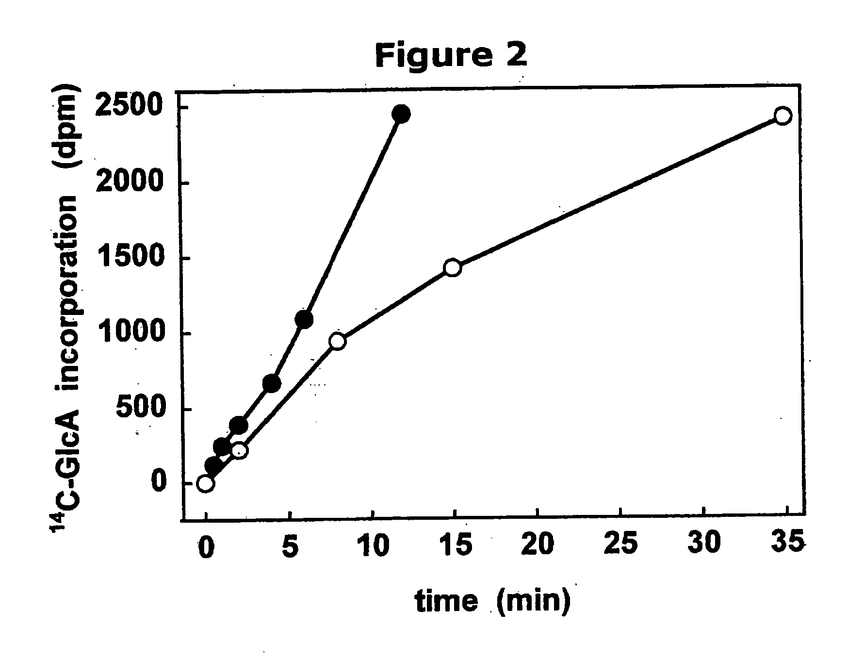 Polymer grafting by polysaccharide synthases