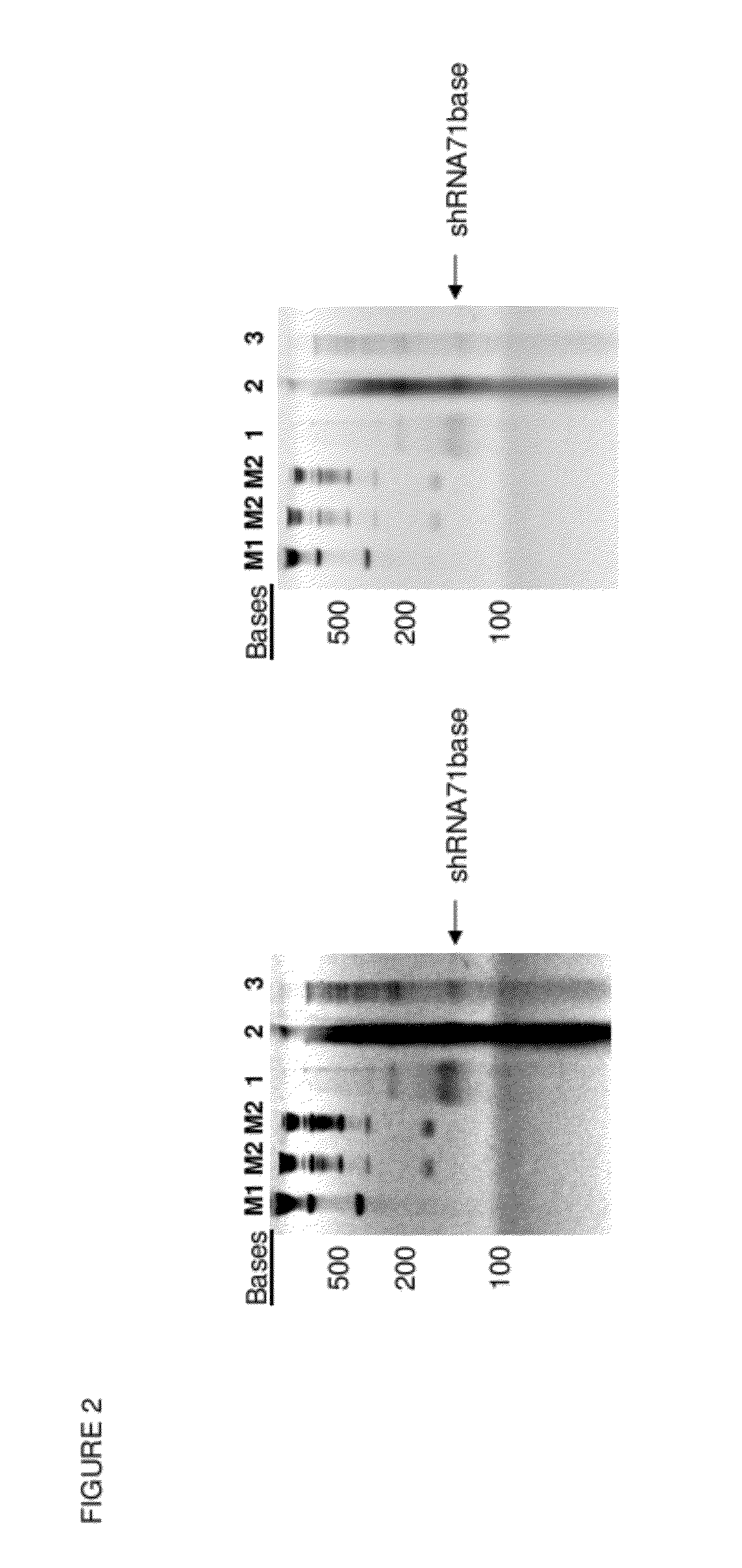 Encapsidation of heterologous entities into virus-like particles