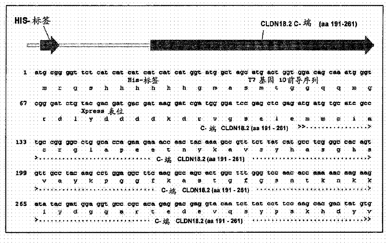 Antibodies Against Claudin 18.2 Useful in Cancer Diagnosis