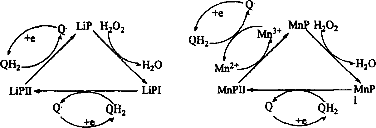 Electrochemical determination method for peroxidase activity in compost