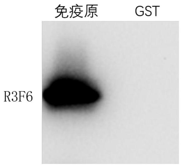 Application of adipose-derived stem cells edited by gene editing technology to improvement of differentiation efficiency