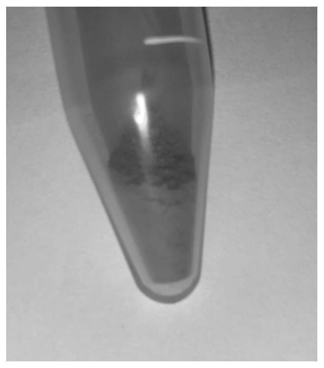 Cobaltous oxide photocatalytic material with high photoelectrocatalytic activity and preparation method thereof