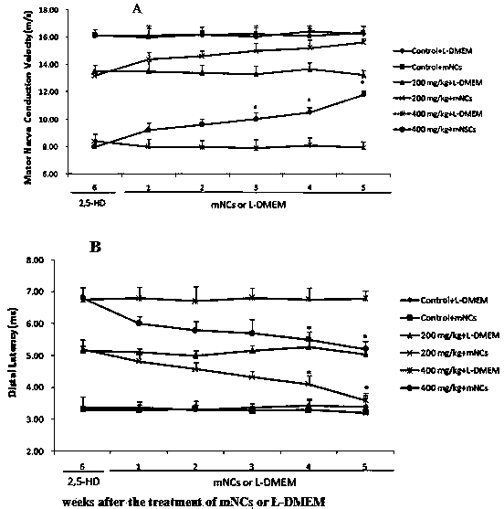 Application of bone marrow mesenchymal stem cells-derived neuron cells as medicine for treating n-hexane induced peripheral neuropathy