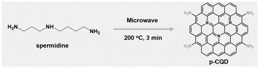 Carbon quantum dot hydrogel composite scaffold material and preparation method and application