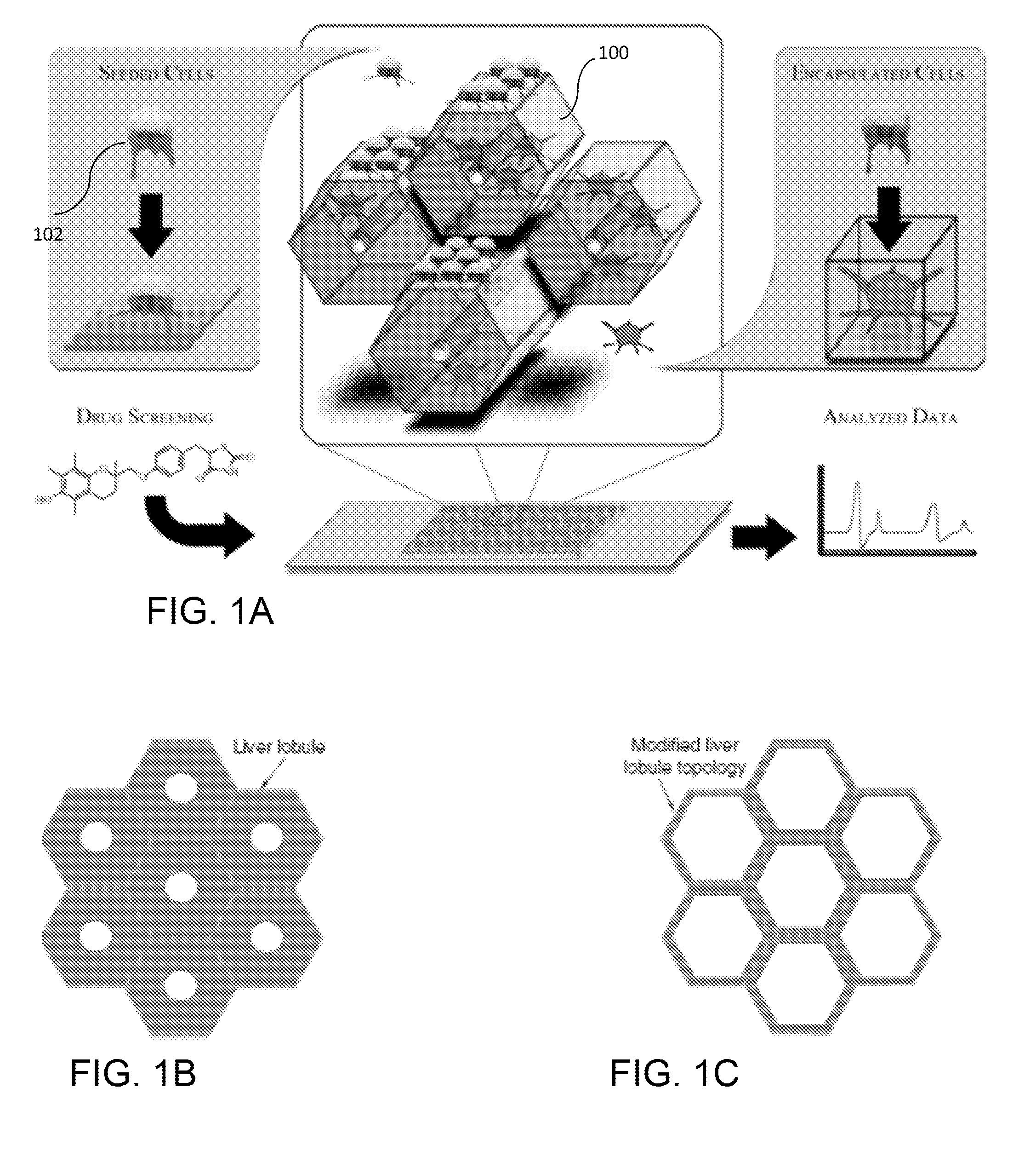 Liver-mimetic device and method for simulation of hepatic function using such device