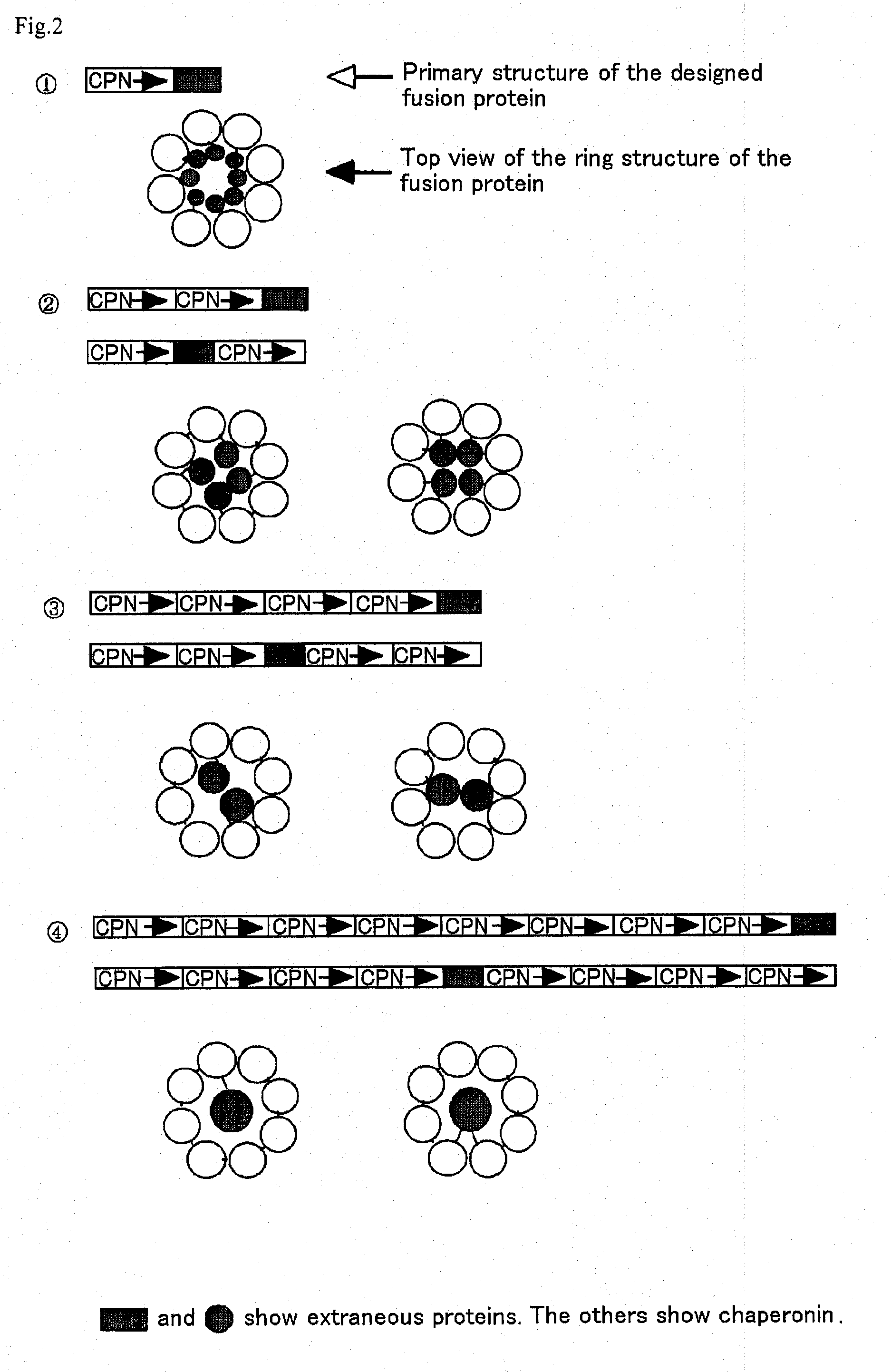 Process for production of a recombinant protein and a fusion protein