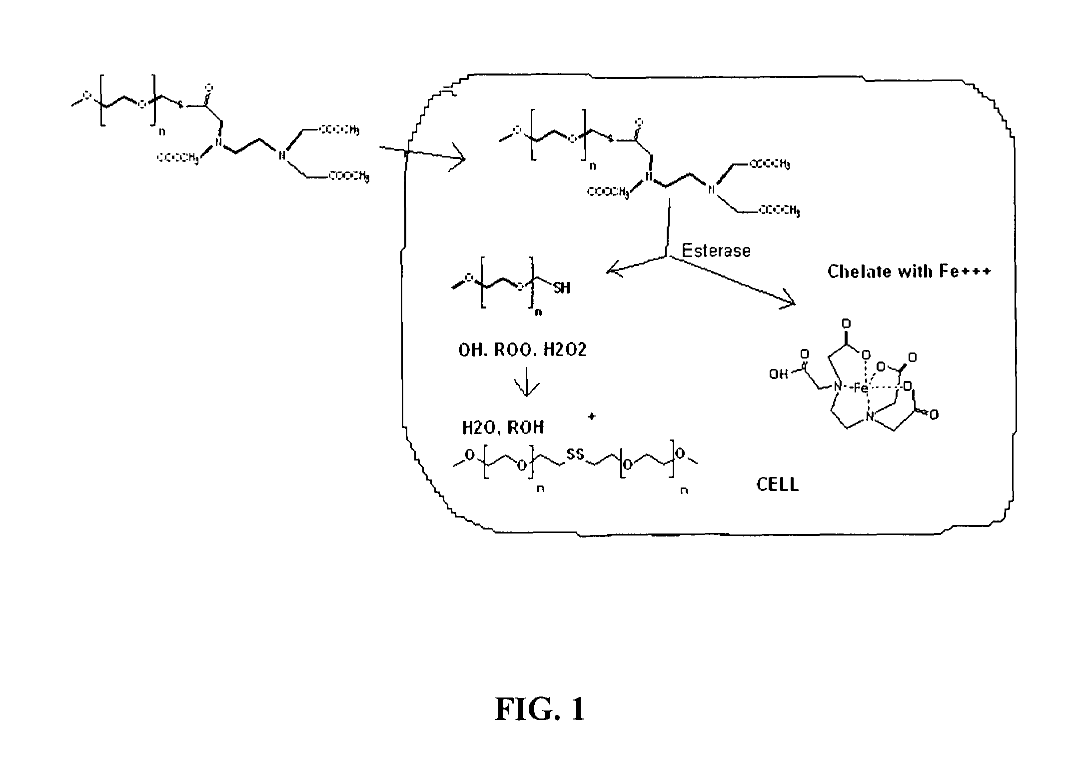 Methoxypolyethylene glycol thioester chelate and uses thereof