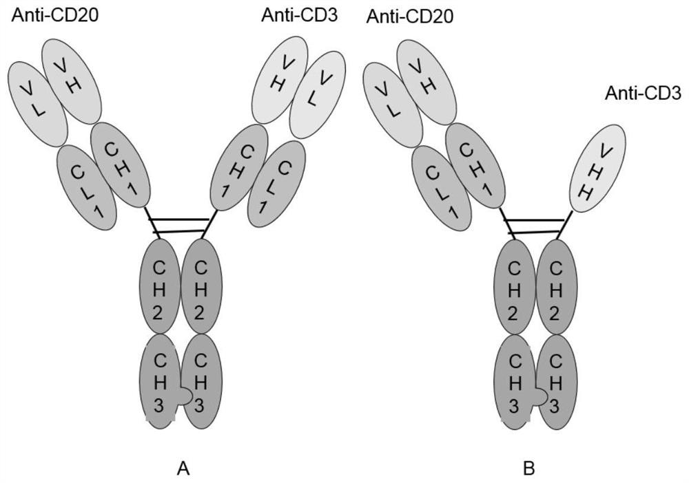 Bispecific antibodies and uses thereof to treat cancer